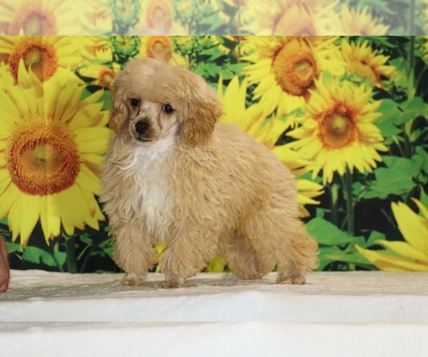 Medium Photo #1 Poodle (Toy) Puppy For Sale in DYERSBURG, TN, USA