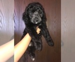 Small Photo #6 Bernedoodle Puppy For Sale in WINTER, WI, USA