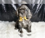 Puppy Enzo AKC Cocker Spaniel