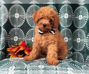 Poodle (Miniature) Puppy for sale in LAKELAND, FL, USA