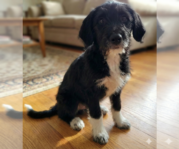 Medium Photo #2 Beagle-Poodle (Standard) Mix Puppy For Sale in Grovertown, IN, USA