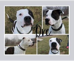 American Staffordshire Terrier-Unknown Mix Dogs for adoption in Pierceton , IN, USA