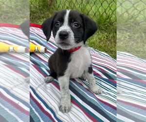 Bulldog-Labrador Retriever Mix Dogs for adoption in Tarrytown, GA, USA