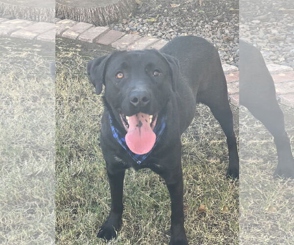 Medium Photo #4 Labrador Retriever Puppy For Sale in Phoenix, AZ, USA