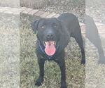 Small #3 Labrador Retriever