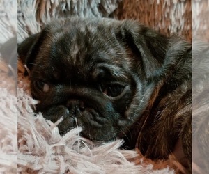 Pug Puppy for sale in BERWYN, IL, USA