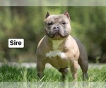 Small Photo #1 American Bully Puppy For Sale in DACULA, GA, USA