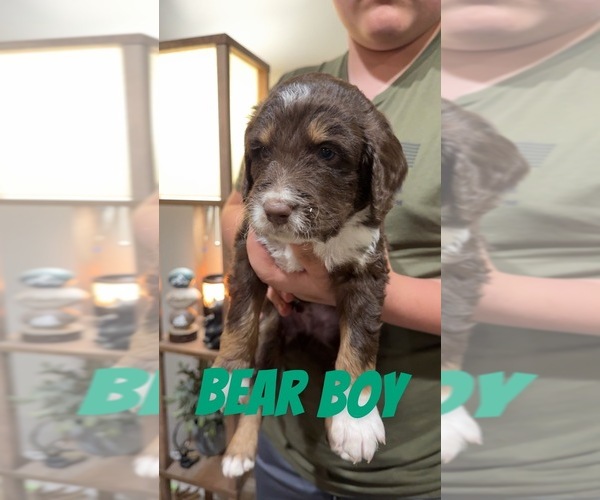Medium Photo #7 Aussiedoodle-Bernedoodle Mix Puppy For Sale in LOGAN, OH, USA
