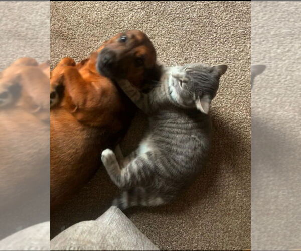 Medium Photo #2 Dachshund-Unknown Mix Puppy For Sale in Aurora, IN, USA