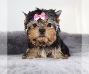 Yorkshire Terrier Puppy for sale in LOS ANGELES, CA, USA