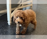 Small #8 Poodle (Miniature)