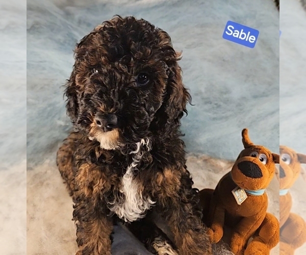 Medium Photo #1 Poodle (Miniature) Puppy For Sale in WHITEWATER, WI, USA