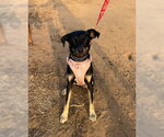 Small #3 Chihuahua Mix