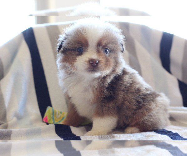 Medium Photo #1 Miniature Australian Shepherd Puppy For Sale in KOPPERL, TX, USA