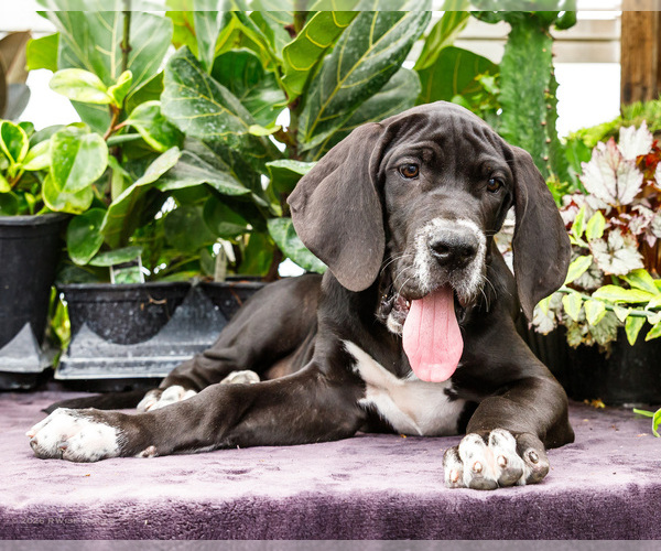 Medium Photo #102 Great Dane Puppy For Sale in WAKARUSA, IN, USA