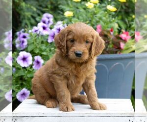 Goldendoodle Puppy for sale in LITITZ, PA, USA