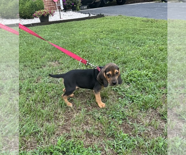 Medium Photo #1 Beagle Puppy For Sale in NATHALIE, VA, USA