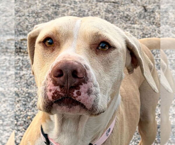 Medium Photo #1 American Pit Bull Terrier-Unknown Mix Puppy For Sale in Jefferson, WI, USA