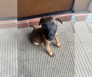 Mutt Dogs for adoption in Imlay City, MI, USA