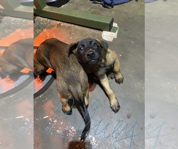 Medium Photo #17 Belgian Malinois Puppy For Sale in IMPERIAL BEACH, CA, USA