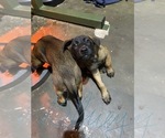 Small Photo #17 Belgian Malinois Puppy For Sale in IMPERIAL BEACH, CA, USA