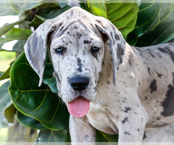 Medium Photo #10 Great Dane Puppy For Sale in WAKARUSA, IN, USA