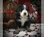 Puppy 6 Bernese Mountain Dog