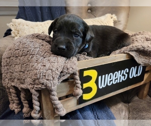 Medium Photo #3 Labrador Retriever Puppy For Sale in BONAIRE, GA, USA