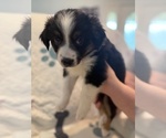 Small #4 Australian Shepherd