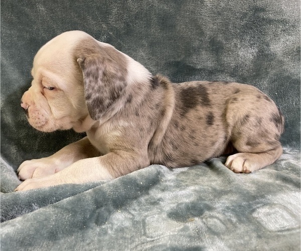 Medium Photo #23 Olde English Bulldogge Puppy For Sale in CHETEK, WI, USA