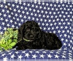 Small Photo #4 Cock-A-Poo Puppy For Sale in PEACH BOTTOM, PA, USA