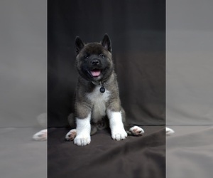 Akita Puppy for sale in YONKERS, NY, USA