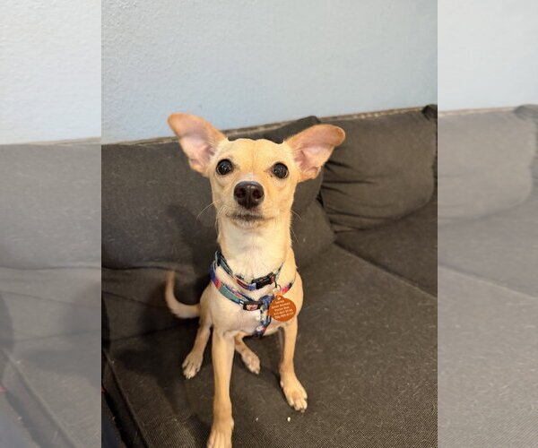 Medium Photo #2 Chihuahua-Unknown Mix Puppy For Sale in Bellevue, WA, USA