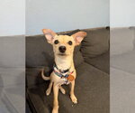 Small #1 Chihuahua Mix