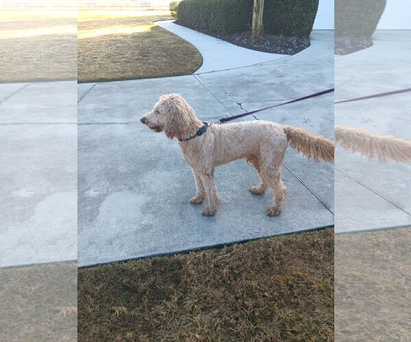 Medium Photo #11 Poodle (Standard) Puppy For Sale in Valrico, FL, USA