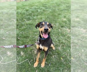 Airedale Terrier-Bluetick Coonhound Mix Dogs for adoption in Columbus, IN, USA