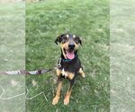 Small Airedale Terrier-Bluetick Coonhound Mix