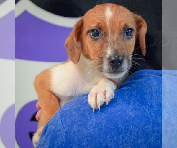 Medium Photo #5 Australian Shepherd-Unknown Mix Puppy For Sale in Huntley, IL, USA