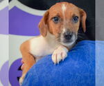 Small #4 Australian Shepherd Mix