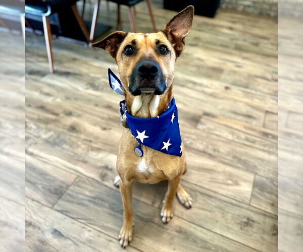 Medium Photo #1 Rhodesian Ridgeback-Unknown Mix Puppy For Sale in San Juan Capistrano, CA, USA