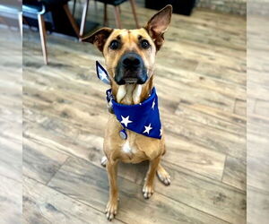 Rhodesian Ridgeback-Unknown Mix Dogs for adoption in San Juan Capistrano, CA, USA