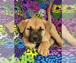 Small Photo #6 Boerboel Puppy For Sale in NOTTINGHAM, PA, USA