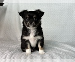 Small Photo #7 Chihuahua Puppy For Sale in BEAUMONT, TX, USA