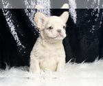 Small #2 French Bulldog