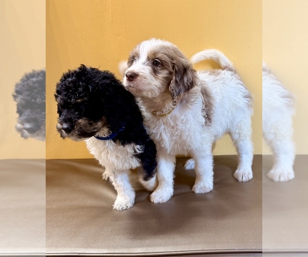 Medium Photo #9 Goldendoodle Puppy For Sale in WOODLEAF, NC, USA