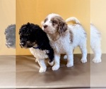 Small #8 Goldendoodle