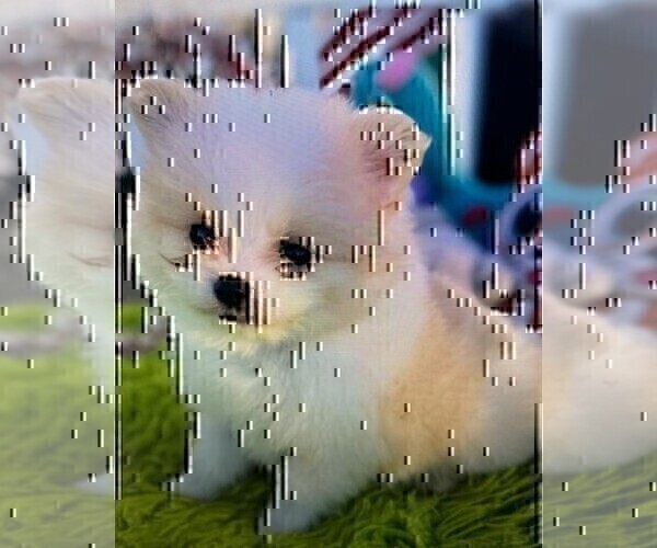 Medium Photo #2 Pomeranian Puppy For Sale in PEMBROKE PINES, FL, USA