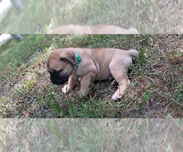 Medium Photo #10 Bullmastiff Puppy For Sale in CAMDEN, TN, USA