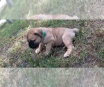 Small #9 Bullmastiff