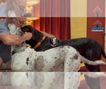 Small #17 Great Dane